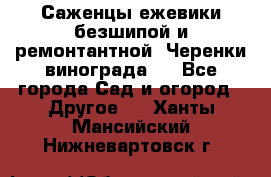 Саженцы ежевики безшипой и ремонтантной. Черенки винограда . - Все города Сад и огород » Другое   . Ханты-Мансийский,Нижневартовск г.